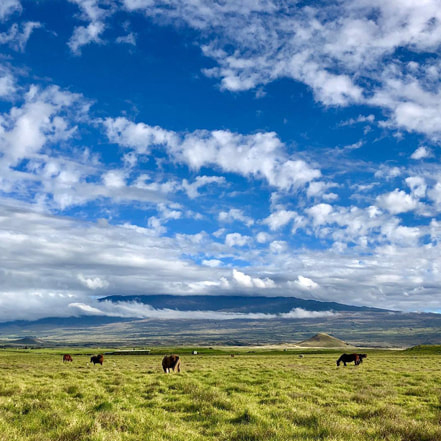 Beautiful field in Big Island with horses and mountain back drop